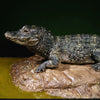 Earth's Pulse: Chinese Alligator Licensed Statue - Aphid Studio [Pre-Order]