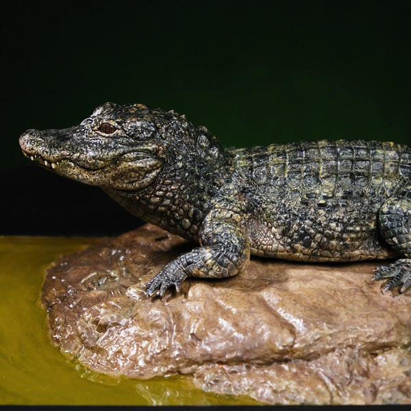 Earth's Pulse: Chinese Alligator Licensed Statue - Aphid Studio [Pre-Order]