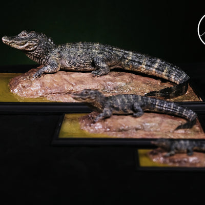 Earth's Pulse: Chinese Alligator Licensed Statue - Aphid Studio [Pre-Order]