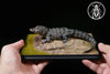 Earth's Pulse: Chinese Alligator Licensed Statue - Aphid Studio [Pre-Order]