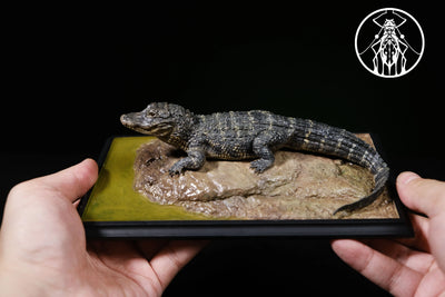 Earth's Pulse: Chinese Alligator Licensed Statue - Aphid Studio [Pre-Order]