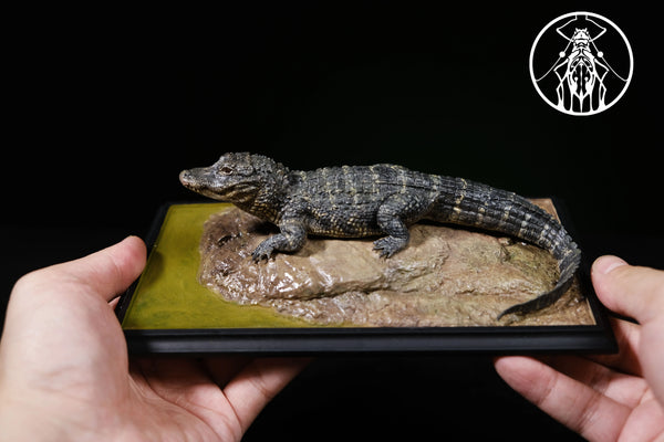 Earth's Pulse: Chinese Alligator Licensed Statue - Aphid Studio [Pre-Order]