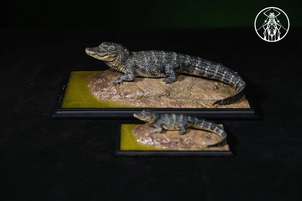 Earth's Pulse: Chinese Alligator Licensed Statue - Aphid Studio [Pre-Order]