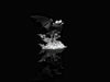 Pokémon Noivern 1/20 GK Statue - YI ZHI QIAN BI Studio [Pre-Order]