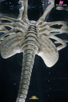 Alien Facehugger Stasis Chamber GK Statue - Deep Tale Studio [Pre-Order] Others