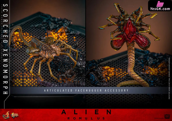 Alien: Romulus Scorched Xenomorph MMS784 (Licensed) Action Figure - Hottoys Studio [Pre-Order] Others