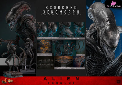 Alien: Romulus Scorched Xenomorph MMS784 (Licensed) Action Figure - Hottoys Studio [Pre-Order] Full Payment Others