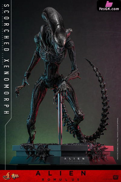 Alien: Romulus Scorched Xenomorph MMS784 (Licensed) Action Figure - Hottoys Studio [Pre-Order] Others