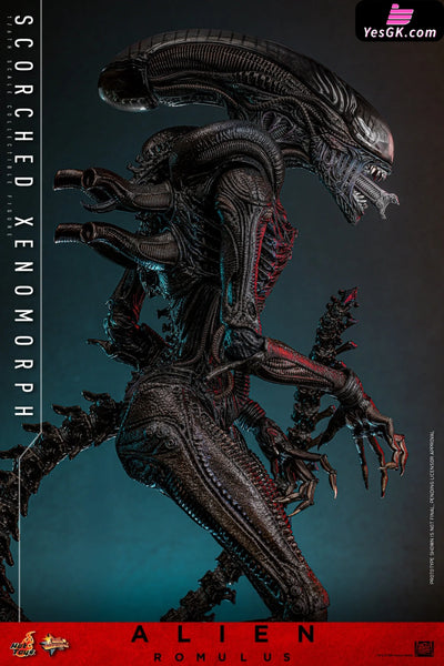 Alien: Romulus Scorched Xenomorph MMS784 (Licensed) Action Figure - Hottoys Studio [Pre-Order] Others