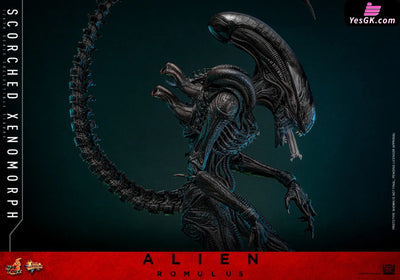 Alien: Romulus Scorched Xenomorph MMS784 (Licensed) Action Figure - Hottoys Studio [Pre-Order] Others
