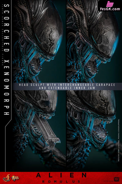 Alien: Romulus Scorched Xenomorph MMS784 (Licensed) Action Figure - Hottoys Studio [Pre-Order] Others