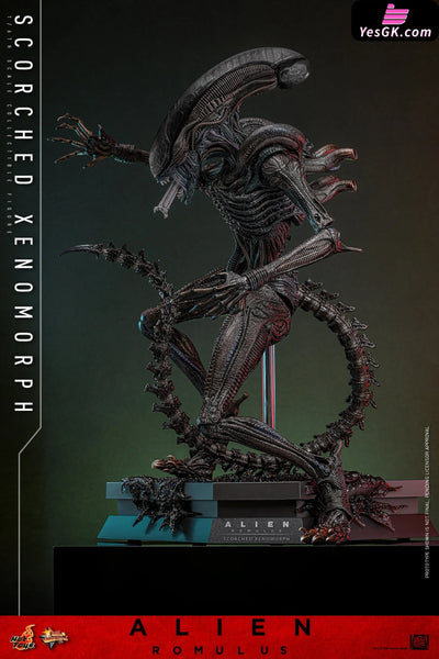 Alien: Romulus Scorched Xenomorph MMS784 (Licensed) Action Figure - Hottoys Studio [Pre-Order] Others