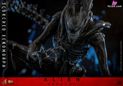 Alien: Romulus Scorched Xenomorph MMS784 (Licensed) Action Figure - Hottoys Studio [Pre-Order] Others