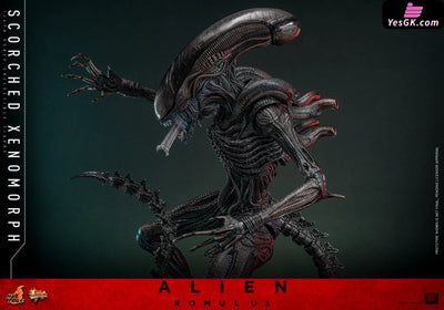 Alien: Romulus Scorched Xenomorph MMS784 (Licensed) Action Figure - Hottoys Studio [Pre-Order] Others