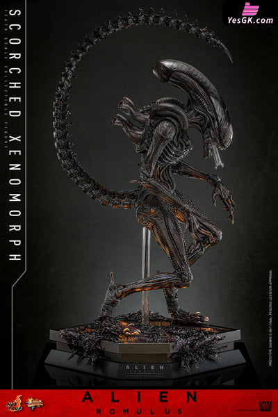 Alien: Romulus Scorched Xenomorph MMS784 (Licensed) Action Figure - Hottoys Studio [Pre-Order] Others