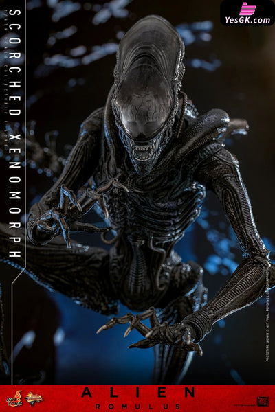 Alien: Romulus Scorched Xenomorph MMS784 (Licensed) Action Figure - Hottoys Studio [Pre-Order] Others