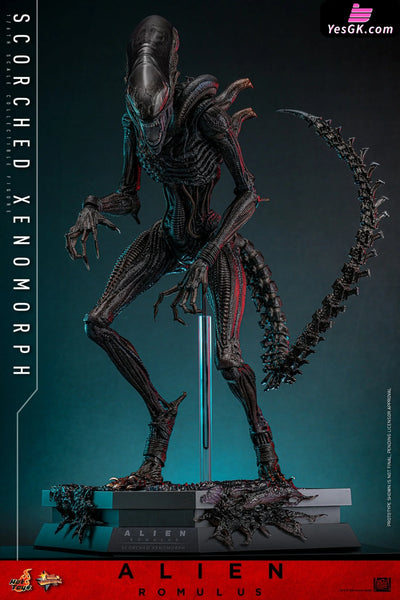 Alien: Romulus Scorched Xenomorph MMS784 (Licensed) Action Figure - Hottoys Studio [Pre-Order] Others
