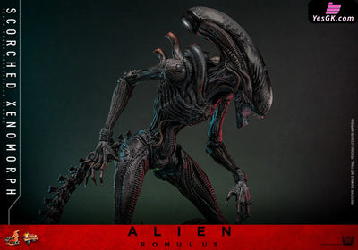 Alien: Romulus Scorched Xenomorph MMS784 (Licensed) Action Figure - Hottoys Studio [Pre-Order] Others