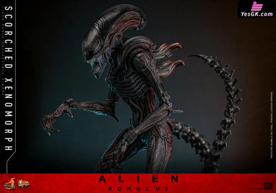 Alien: Romulus Scorched Xenomorph MMS784 (Licensed) Action Figure - Hottoys Studio [Pre-Order] Others