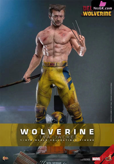 Marvel Deadpool & Wolverine Wolverine(Tva Uniform Version)16 Mms756 (Licensed) Statue - Hottoys