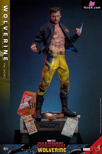Marvel Deadpool & Wolverine Wolverine(Tva Uniform Version)16 Mms756 (Licensed) Statue - Hottoys
