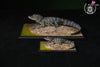 Earth’s Pulse: Chinese Alligator Licensed Statue - Aphid Studio [Pre-Order] - Chinese Style