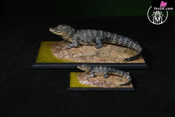 Earth’s Pulse: Chinese Alligator Licensed Statue - Aphid Studio [Pre-Order] - Chinese Style