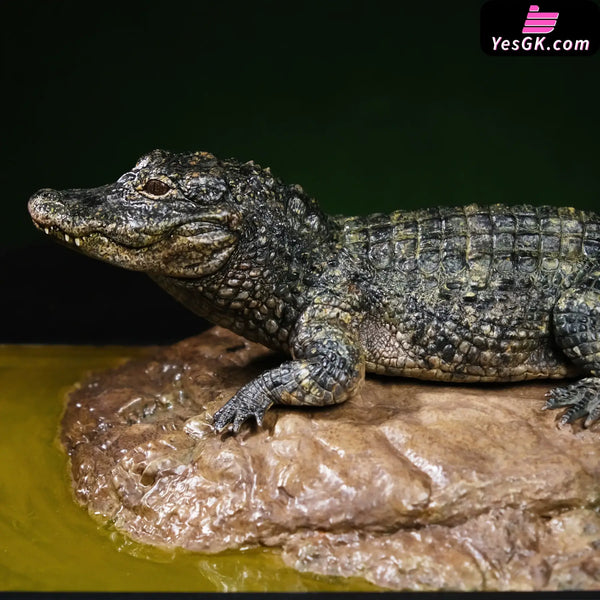 Earth’s Pulse: Chinese Alligator Licensed Statue - Aphid Studio [Pre-Order] - Chinese Style