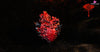 Elden Ring Bayle The Dread GK Statue - Craving eyes Studio [Pre-Order Closed] Elden Ring