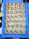 Elden Ring Nightreign Duchess GK Statue - Ashes Studio [In-Stock] Elden Ring