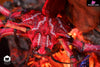 Monster Hunter Daimyo Hermitaur Statue - Heroics Studio [Pre-Order] Monster Hunter