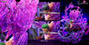One Piece Zoro Resin Statue - 10You Studio [Pre-Order]