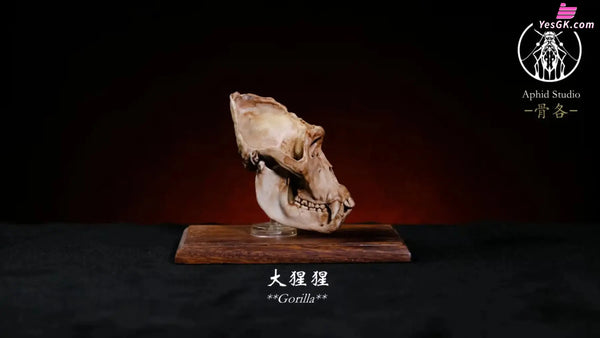 Original Bone Series Vatanus komodoensis & Panthera uncia & Gorilla Licensed Statue - Aphid Studio [Pre-Order] Deposit