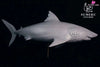 Original Ocean Series Megalodon Statue - Xi Fu Studio [Pre-Order] Original Design