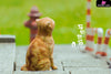 Original The Story of Cat Series Sad Cat Piebald Cat Art Toys - WeArtDoing Studio [In-Stock] - Original Design