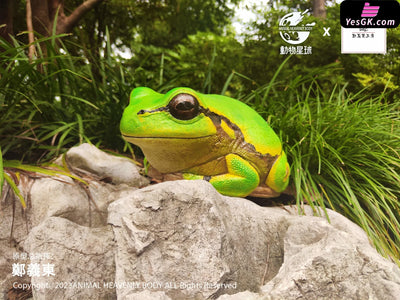 Original Tree Frog Plus Resin Statue - Animal Planet Studio [Pre-Order] Original Design