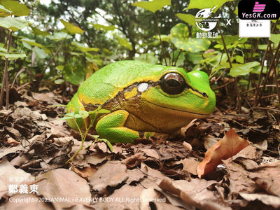 Original Tree Frog Plus Resin Statue - Animal Planet Studio [Pre-Order] Original Design