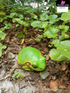 Original Tree Frog Plus Resin Statue - Animal Planet Studio [Pre-Order] Original Design