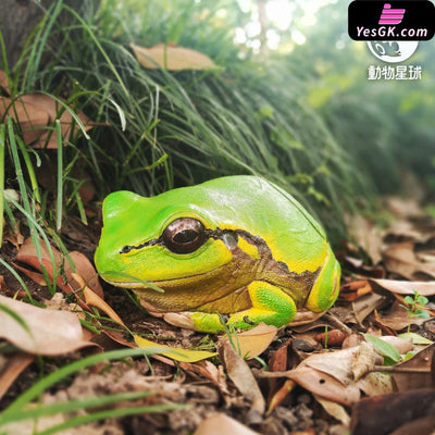 Original Tree Frog Plus Resin Statue - Animal Planet Studio [Pre-Order] Original Design