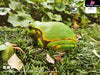 Original Tree Frog Plus Resin Statue - Animal Planet Studio [Pre-Order] Original Design