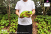 Original Tree Frog Plus Resin Statue - Animal Planet Studio [Pre-Order] Original Design