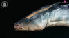Original Uma Theme Fantasy Creatures Loch Ness Monster Nessie Resin Statue - Aphid Studio