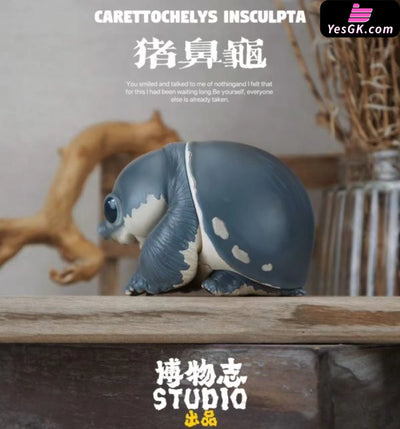 Original Zoo Turtle Big-headed Turtle & Pig-nosed Turtle Statue - Natural Science Book Studio [In-Stock] - Original