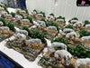 Princess Mononoke Desktop Small Scene Series #7 San GK Statue - OPM Studio [In-Stock] Miyazaki Anime