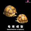 Realistic Tortoise Shell: Angonoka Art Toys - Natural Science Book Studio [In-Stock] - Full Payment / S Size - Others