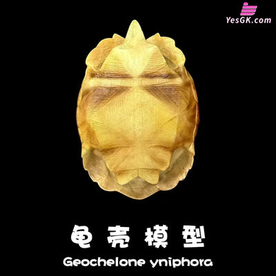 Realistic Tortoise Shell: Angonoka Art Toys - Natural Science Book Studio [In-Stock] - Others