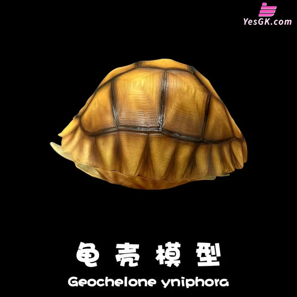Realistic Tortoise Shell: Angonoka Art Toys - Natural Science Book Studio [In-Stock] - Others