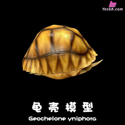 Realistic Tortoise Shell: Angonoka Art Toys - Natural Science Book Studio [In-Stock] - Others