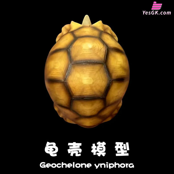 Realistic Tortoise Shell: Angonoka Art Toys - Natural Science Book Studio [In-Stock] - Others