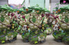 The Legend of Zelda Hestu Resin Statue - Wake Studio [In-Stock] Full Payment The Legend of Zelda